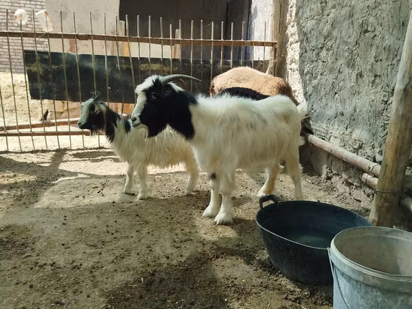 母山羊, Goats — 乌兹别克斯坦