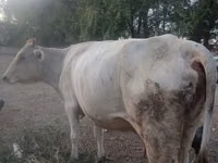 母牛, Swiss cattle — 照片 2