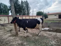 गाय, Russian Black pied cattle — फ़ोटो 2