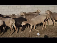 Schaf, Arashan sheep — Foto 3