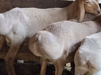 كبش, Arashan sheep — الصورة 1