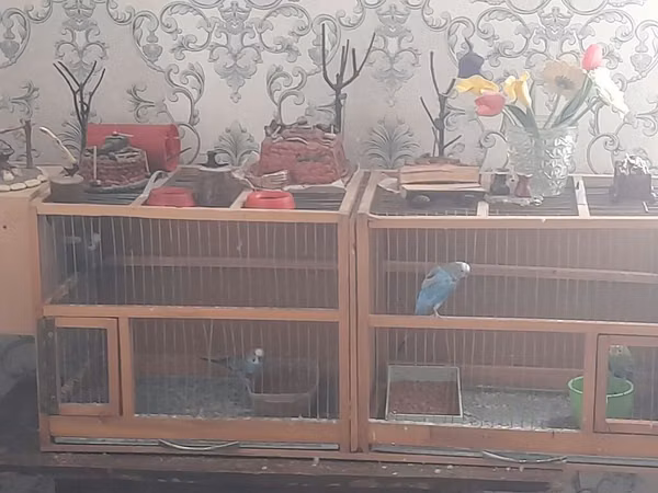 Taxta konstruksiyalı ikili quş qəfəsi - Material: möhkəm taxta