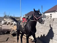公马, Kazakh horse — 照片 1