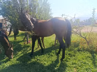 حصان, Arabian horse — الصورة 5