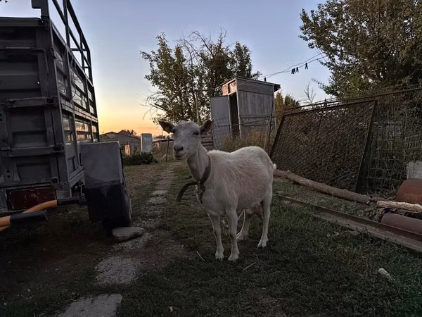 母山羊, Saanen goat — 哈萨克斯坦