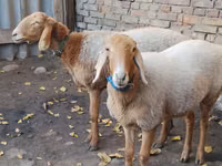 Schaf, Arashan sheep — Foto 3
