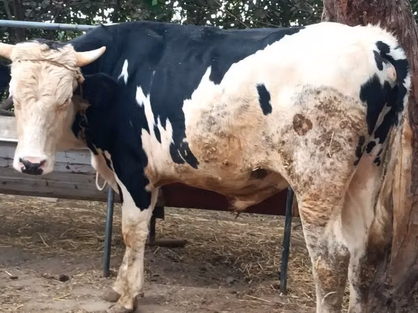 公牛, Russian Black pied cattle — 乌兹别克斯坦
