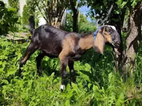 Ziege, Nubian Goat — Foto 4