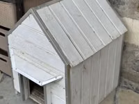 Tələsin endirimə düşdü Pekines it endirimə düşdü 90 manat damınla — photo 2