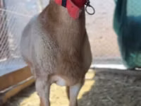 Widder, Rhon sheep — Foto 4