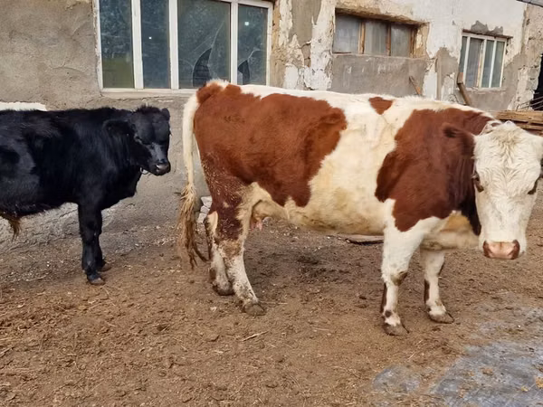 Kuh, Swiss cattle
