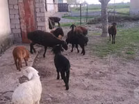 Schafe (Partie, Geschlecht nicht angegeben), Hissar sheep — Foto 1