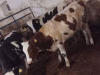 بقرة, Simmental cattle — الصورة 1
