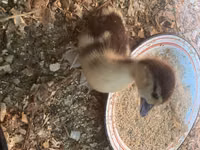 Ducks — Foto 3