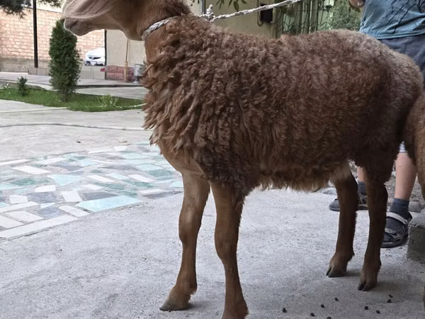 نعجة, Arashan sheep — قيرغيزستان