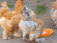 Brahma — Foto 2