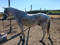 Horse (M), Lipizzaner — photo 4