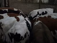 公牛, Swiss cattle — 照片 5