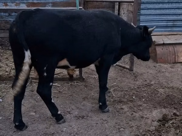 公牛, Aberdeen-Angus — 哈萨克斯坦