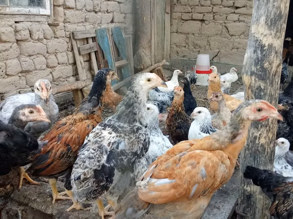 Chickens — Uzbekistán