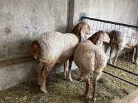 Qoʻy, Arashan sheep — 2-rasm