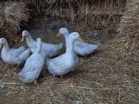American Pekin — Foto 2