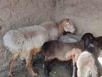 نعجة, Arashan sheep — الصورة 1
