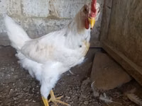 Chickens — Foto 2