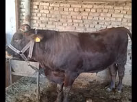 Bulle, Red Estonian cattle — Foto 7