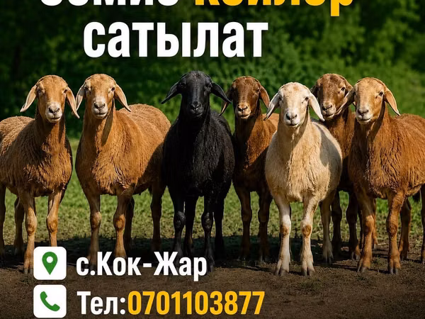 Баран, Гиссарская овца