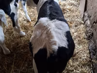 Bulle, Russian Black pied cattle — Foto 4