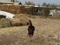 Chickens — Foto 4
