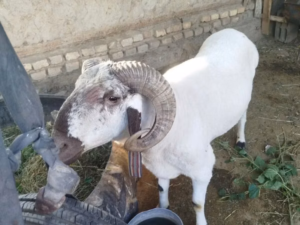 كبش, الأغنام
