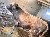 公牛, Cattle — 照片 2