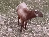 Қошқар, Hissar sheep — 6-сурет