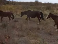 घोड़ी, घोड़े — फ़ोटो 1