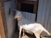 母山羊, Goats — 照片 1