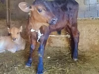 Bovinos (lote, sexo no especificado), Swiss cattle — foto 3