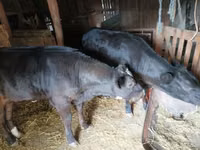 गाय, लिमोज़िन गाय — फ़ोटो 3