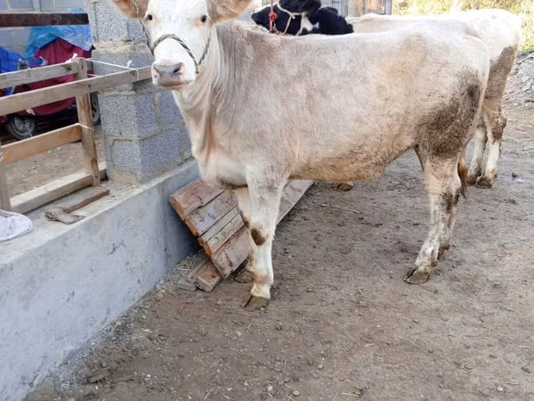 Kuh, Simmental cattle