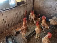 Chickens — Foto 4