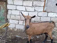 Ziege, Italian Alpine goat — Foto 1
