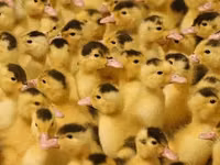 بلاجو فارسكايا — الصورة 6