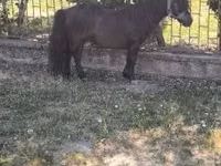 Caballo, Australian Pony — foto 3