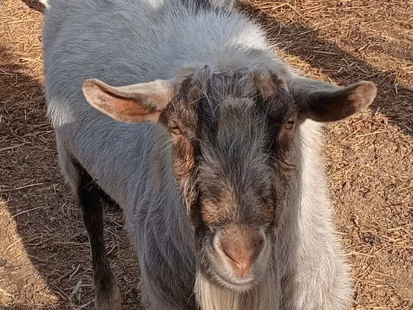 Cabro, Saanen goat — Kazajistán