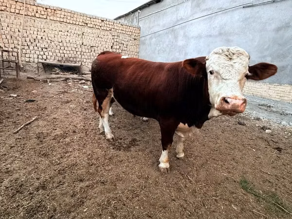 公牛, Simmental cattle — 乌兹别克斯坦