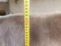 गाय, Swiss cattle — फ़ोटो 4