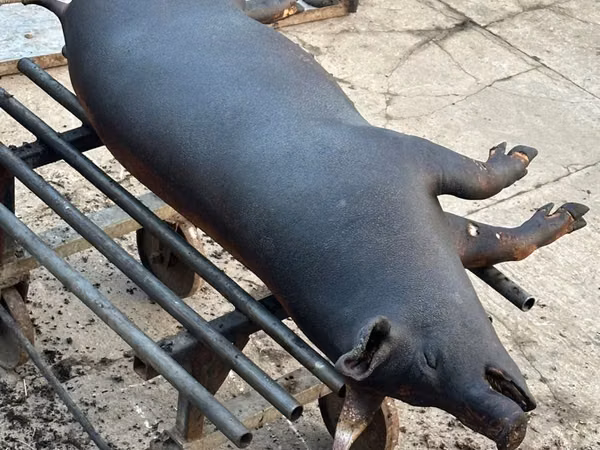 Eber, Schweine