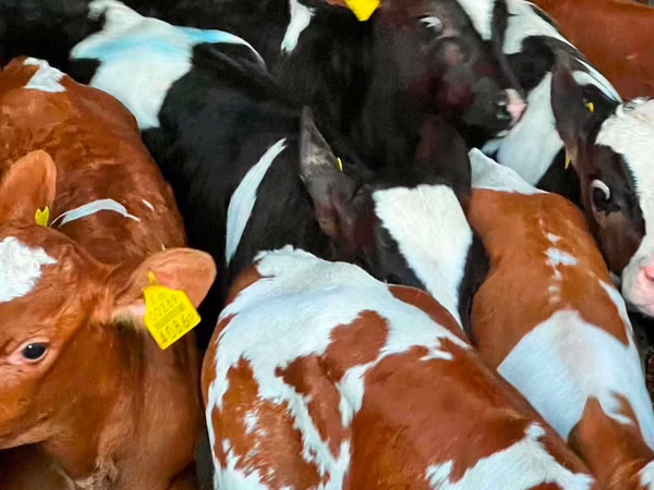 Rinder (Partie, Geschlecht nicht angegeben), Russian Black pied cattle