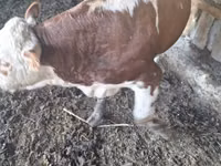 Toro, Ganado vacuno — foto 2